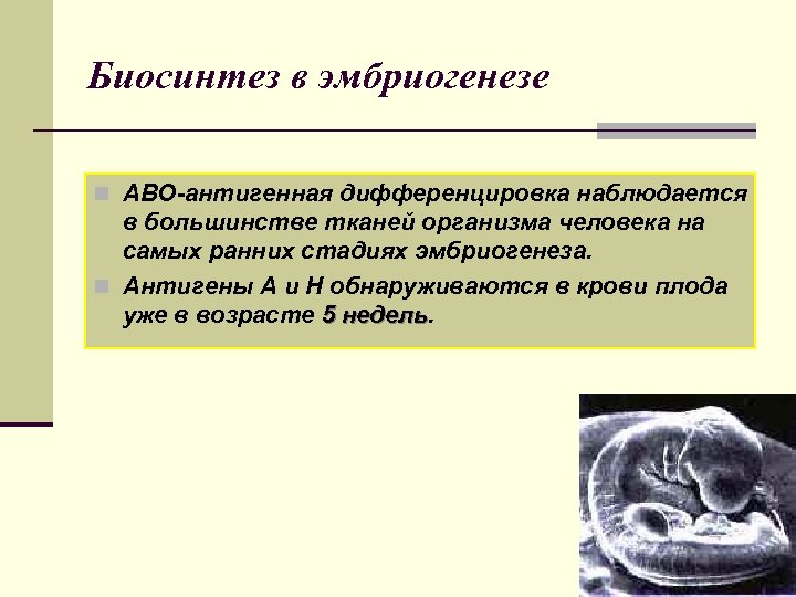 Биосинтез в эмбриогенезе n АВО-антигенная дифференцировка наблюдается в большинстве тканей организма человека на самых