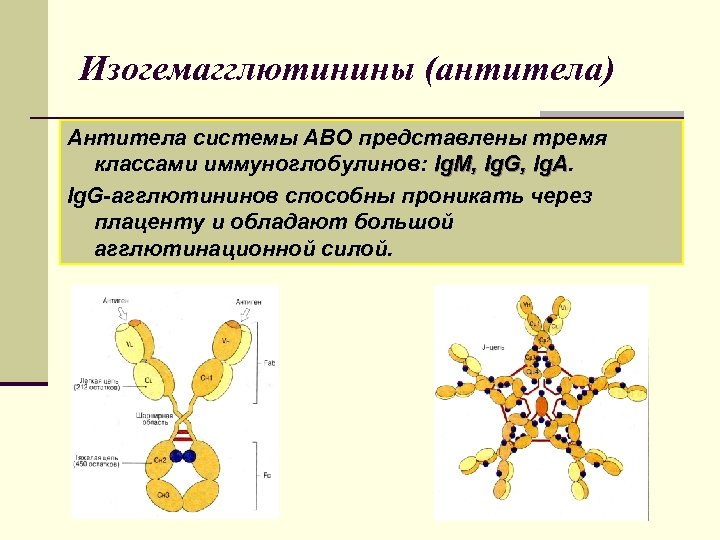 Изогемагглютинины (антитела) Антитела системы АВО представлены тремя классами иммуноглобулинов: Ig. M, Ig. G, Ig.