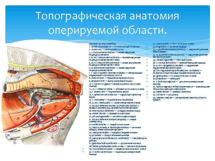 Топографическая анатомия оперируемой области. Тазовые органы жеребца. 1. vertebra lumbalis VI — VI поясничный