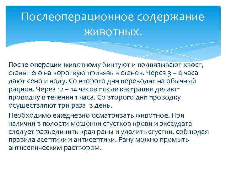 Послеоперационное содержание животных. После операции животному бинтуют и подвязывают хвост, ставят его на короткую