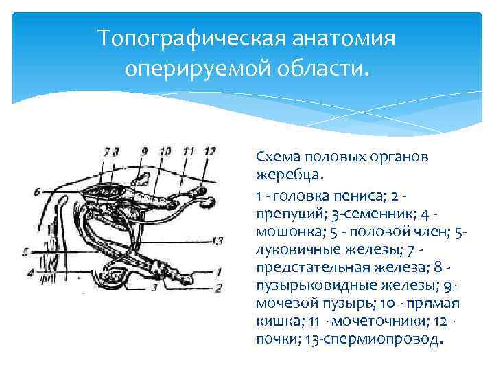 Топографическая анатомия оперируемой области. Схема половых органов жеребца. 1 головка пениса; 2 препуций; 3