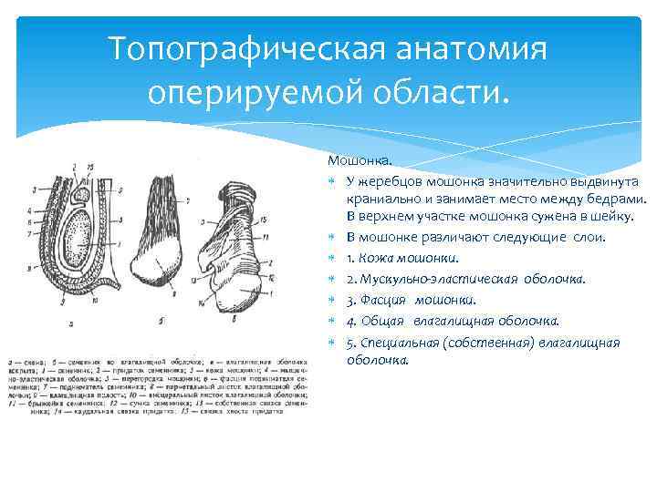 Топографическая анатомия оперируемой области. Мошонка. У жеребцов мошонка значительно выдвинута краниально и занимает место