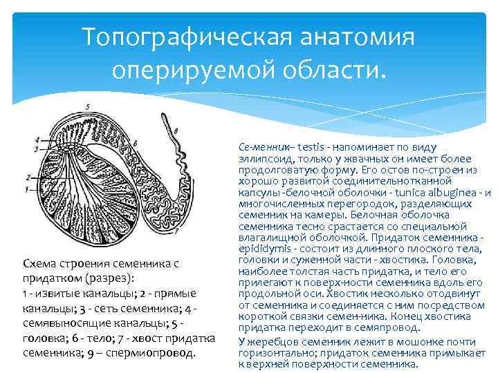 Топографическая анатомия оперируемой области. Схема строения семенника с придатком (разрез): 1 извитые канальцы; 2