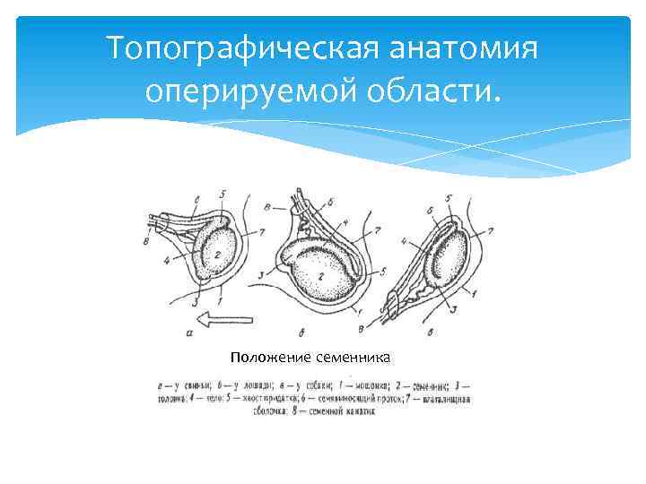 Топографическая анатомия оперируемой области. Положение семенника 