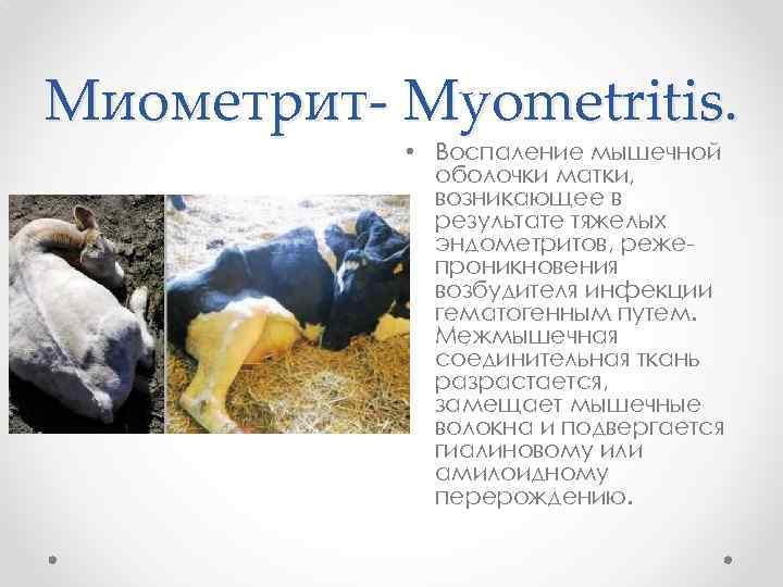 Миометрит- Myometritis. • Воспаление мышечной оболочки матки, возникающее в результате тяжелых эндометритов, реже проникновения