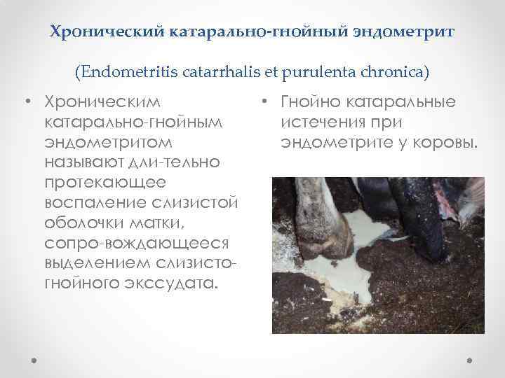 Хронический катарально-гнойный эндометрит (Endometritis catarrhalis et purulenta chronica) • Хроническим катарально гнойным эндометритом называют