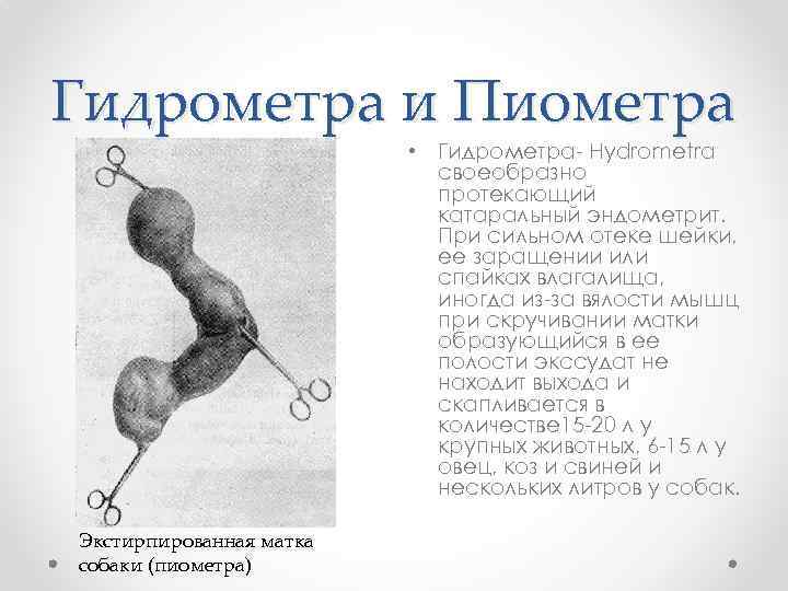 Гидрометра и Пиометра • Гидрометра Hydrometra своеобразно протекающий катаральный эндометрит. При сильном отеке шейки,