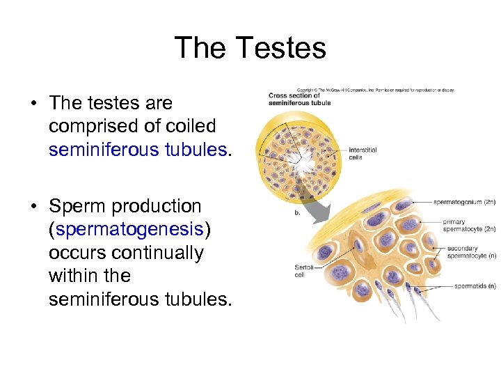 The Testes • The testes are comprised of coiled seminiferous tubules. • Sperm production