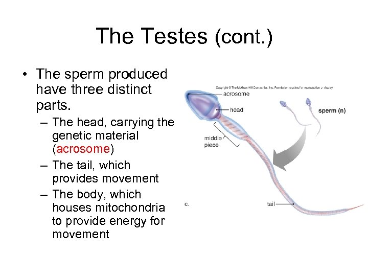 The Testes (cont. ) • The sperm produced have three distinct parts. – The