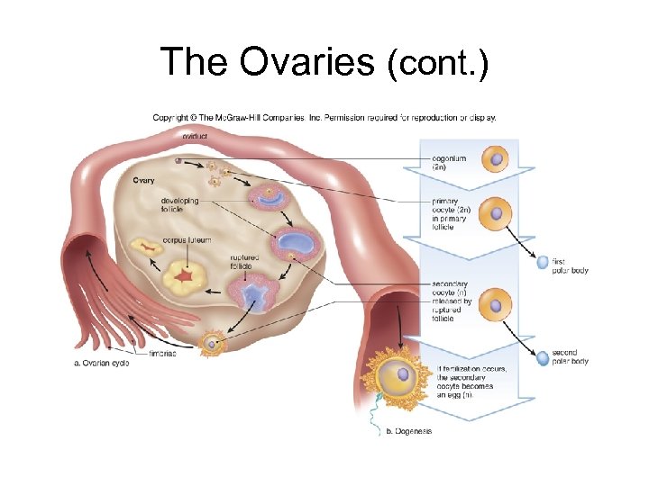 The Ovaries (cont. ) 