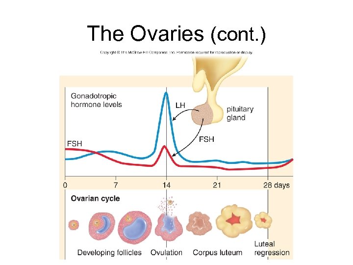 The Ovaries (cont. ) 
