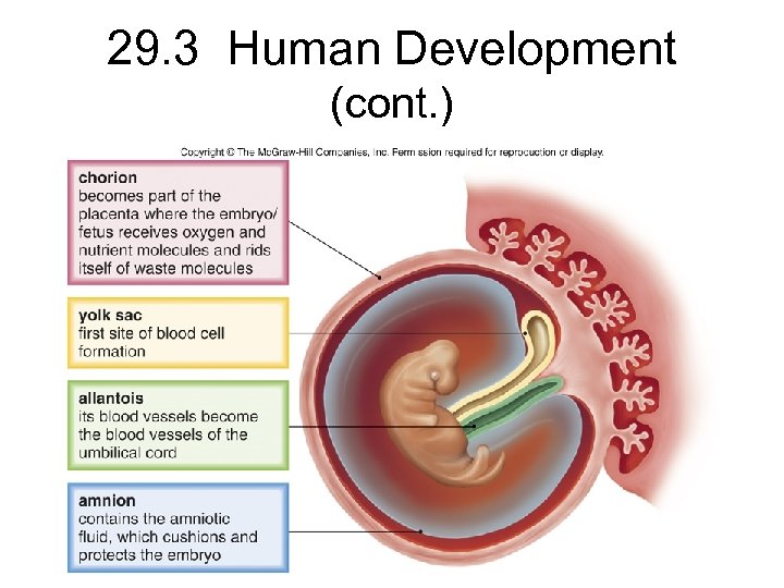 29. 3 Human Development (cont. ) 