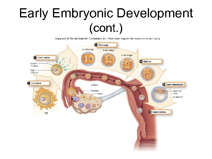 Early Embryonic Development (cont. ) 