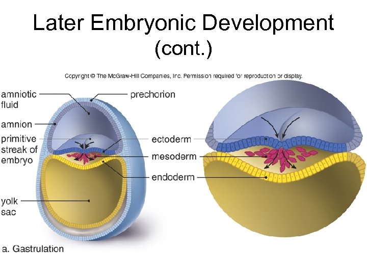 Later Embryonic Development (cont. ) 