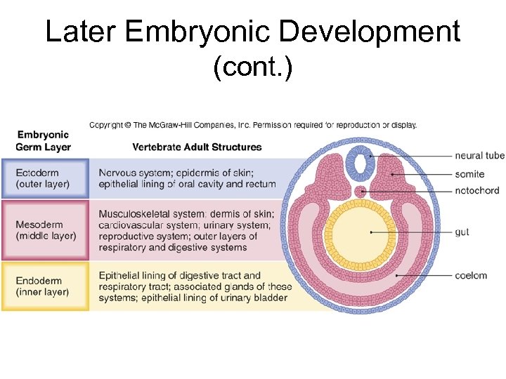 Later Embryonic Development (cont. ) 