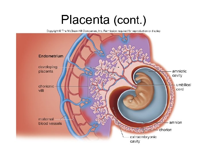 Placenta (cont. ) 
