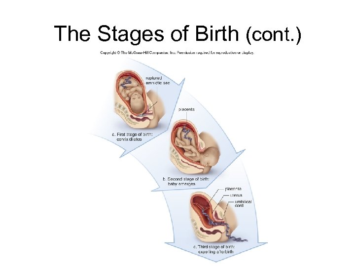 The Stages of Birth (cont. ) 