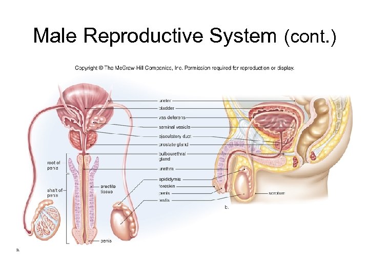 Male Reproductive System (cont. ) 
