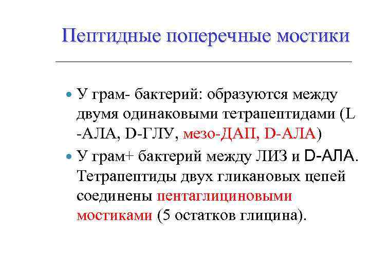 Пептидные поперечные мостики У грам- бактерий: образуются между двумя одинаковыми тетрапептидами (L -АЛА, D-ГЛУ,