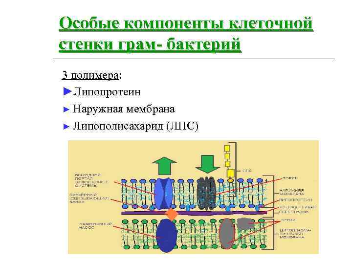 Специальные компоненты. Компонент клеточной стенки бактерий. Липополисахарид клеточной стенки грамотрицательных бактерий. Структура клеточной стенки липополисахарида. Основные полимеры клеточной стенки..