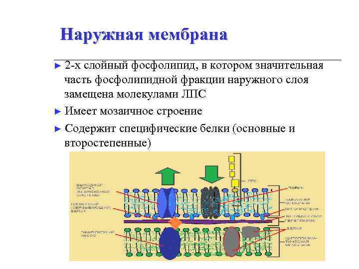 Наружная мембрана ► 2 -х слойный фосфолипид, в котором значительная часть фосфолипидной фракции наружного