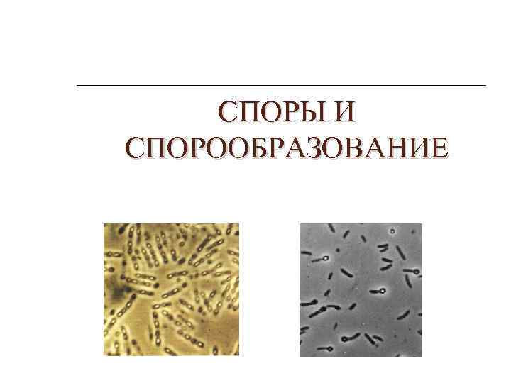 СПОРЫ И СПОРООБРАЗОВАНИЕ 