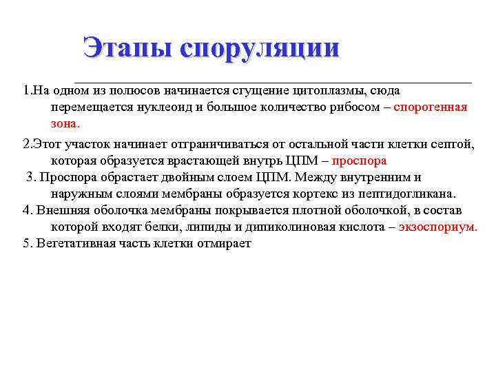 Этапы споруляции 1. На одном из полюсов начинается сгущение цитоплазмы, сюда перемещается нуклеоид и
