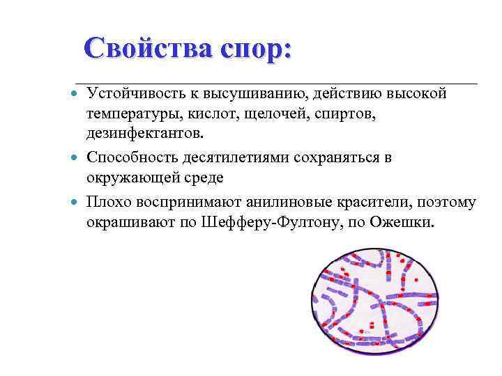 Функция спор. Споры бактерий характеристика. Свойства спор бактерий. Свойства спор. Свойства бактериальных спор.