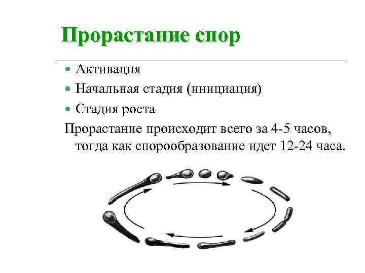 Прорастание спор Активация Начальная стадия (инициация) Стадия роста Прорастание происходит всего за 4 -5
