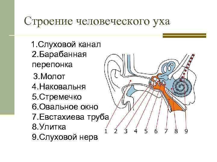 Строение человеческого уха 1. Слуховой канал 2. Барабанная перепонка 3. Молот 4. Наковальня 5.