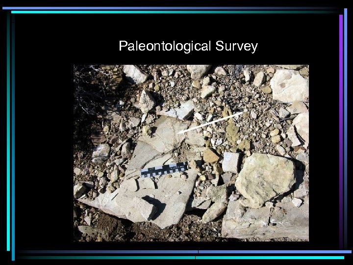 Paleontological Survey 