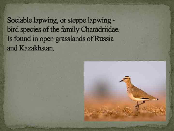 Sociable lapwing, or steppe lapwing bird species of the family Charadriidae. Is found in