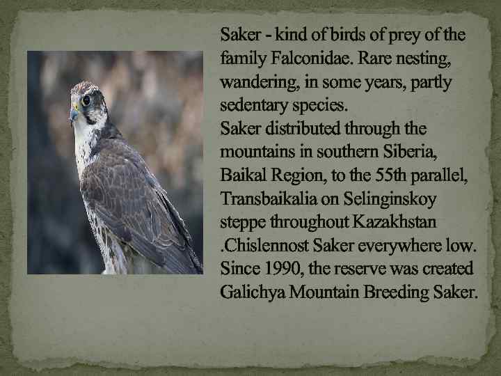 Saker - kind of birds of prey of the family Falconidae. Rare nesting, wandering,