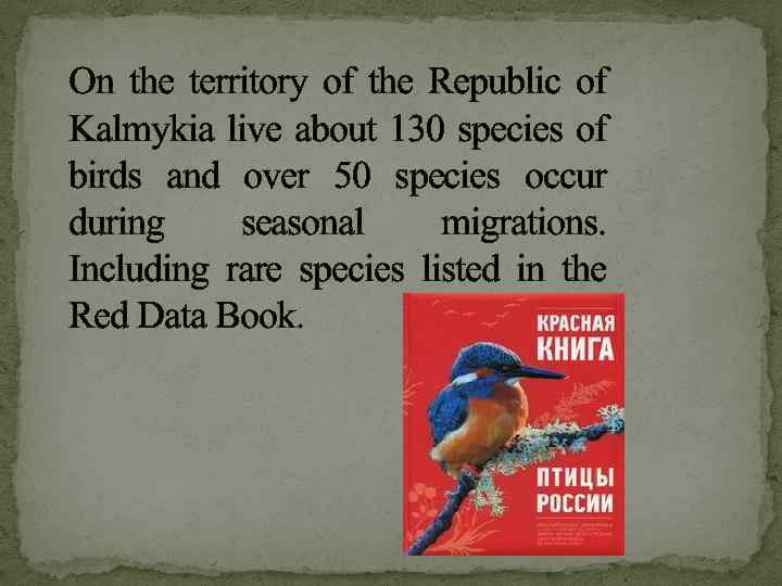 On the territory of the Republic of Kalmykia live about 130 species of birds