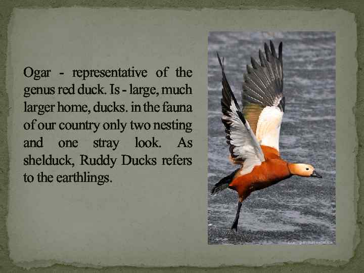 Ogar - representative of the genus red duck. Is - large, much larger home,