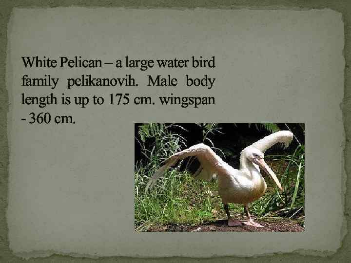 White Pelican – a large water bird family pelikanovih. Male body length is up