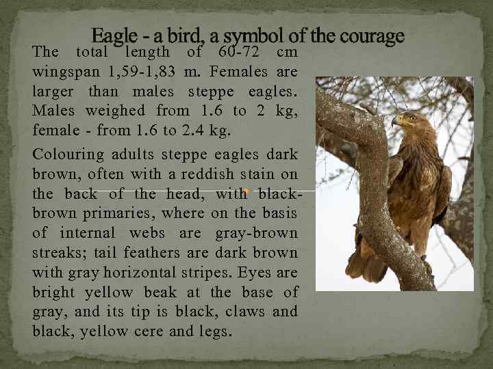 Eagle - a bird, a symbol of the courage The total length of 60