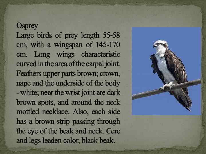Osprey Large birds of prey length 55 -58 cm, with a wingspan of 145