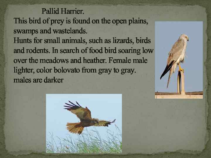 Pallid Harrier. This bird of prey is found on the open plains, swamps and