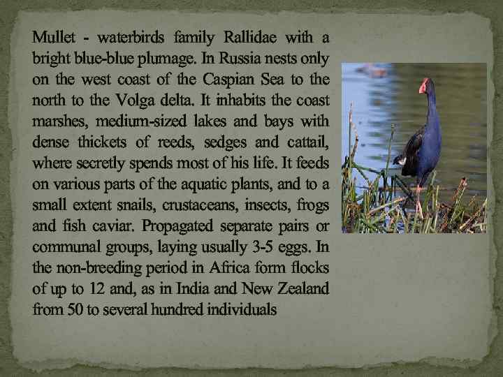 Mullet - waterbirds family Rallidae with a bright blue-blue plumage. In Russia nests only