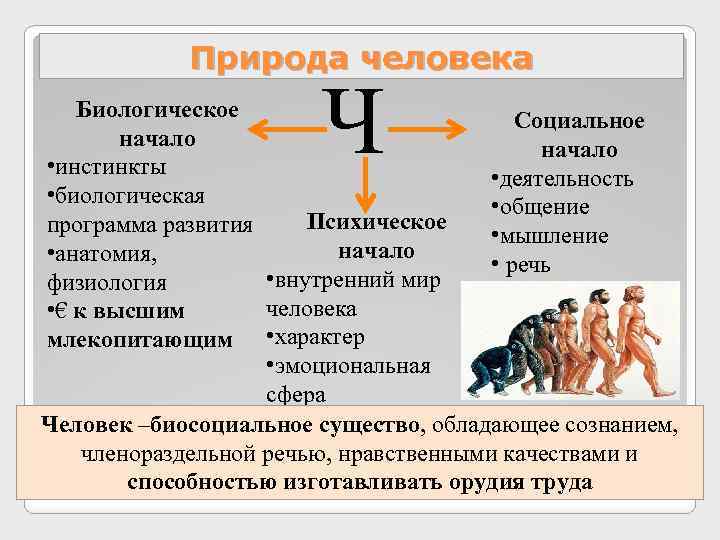 Природа человека Ч Биологическое Социальное начало • инстинкты • деятельность • биологическая • общение