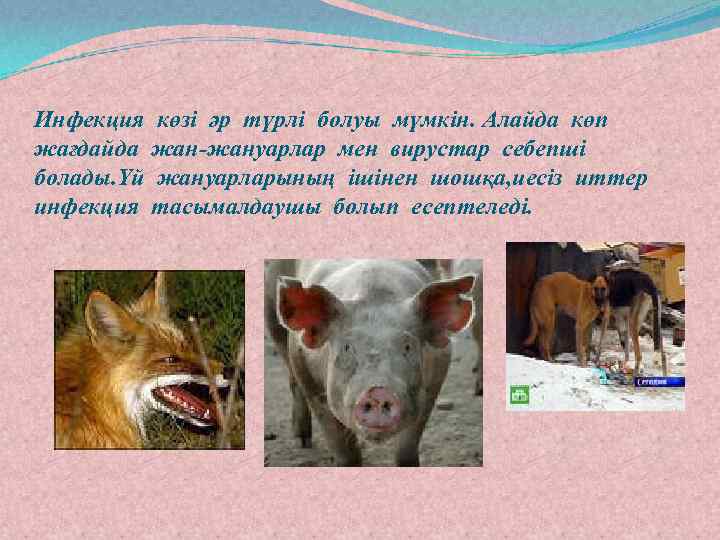 Инфекция көзі әр түрлі болуы мүмкін. Алайда көп жағдайда жан-жануарлар мен вирустар себепші болады.