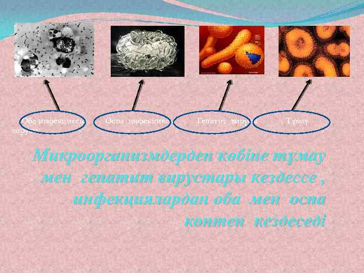 Оба инфекциясы вирусы Оспа инфекциясы Гепатит вирусы Тұмау Микроорганизмдерден көбіне тұмау мен гепатит вирустары
