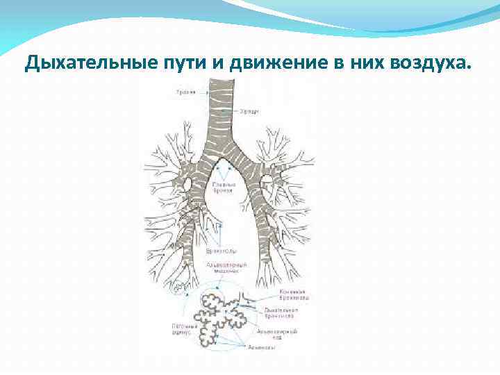 Дыхательные пути и движение в них воздуха. 