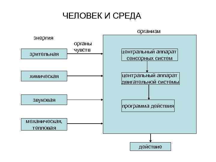 ЧЕЛОВЕК И СРЕДА организм энергия зрительная химическая звуковая органы чувств центральный аппарат сенсорных систем