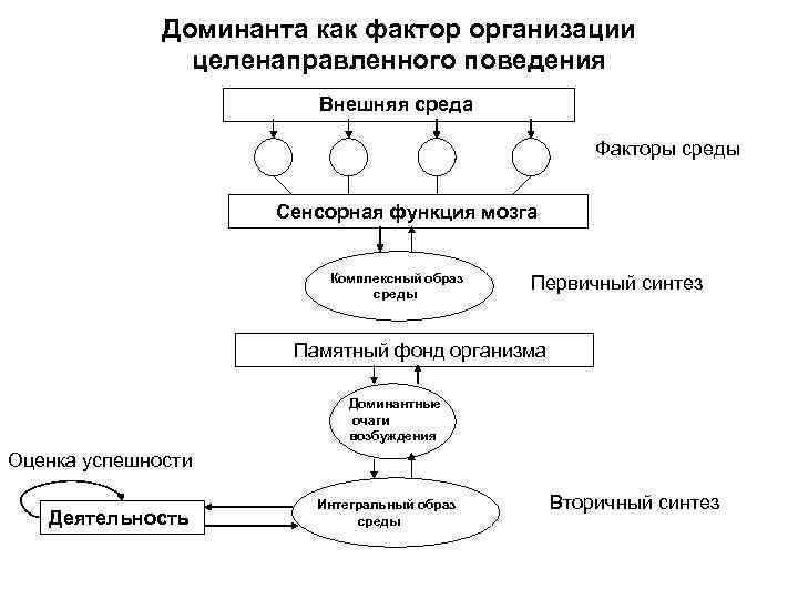 Доминанта как фактор организации целенаправленного поведения Внешняя среда Факторы среды Сенсорная функция мозга Комплексный