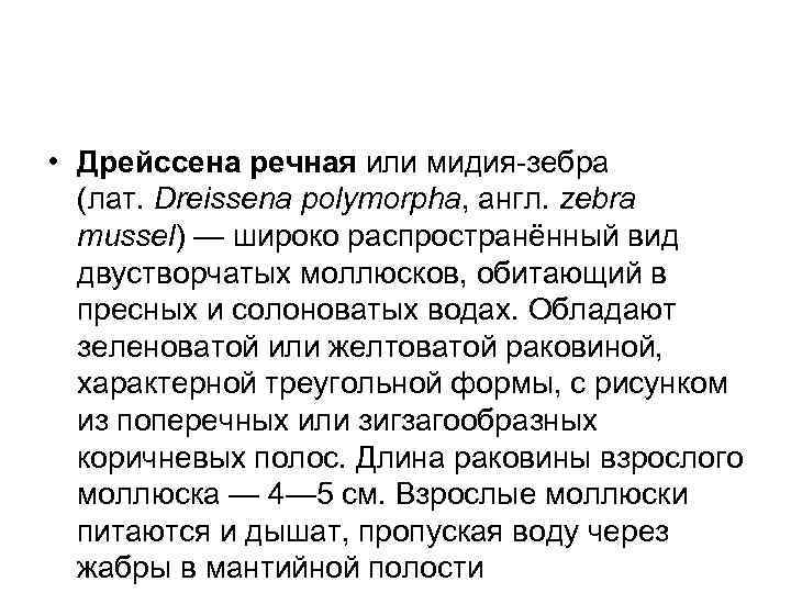  • Дрейссена речная или мидия зебра (лат. Dreissena polymorpha, англ. zebra mussel) —