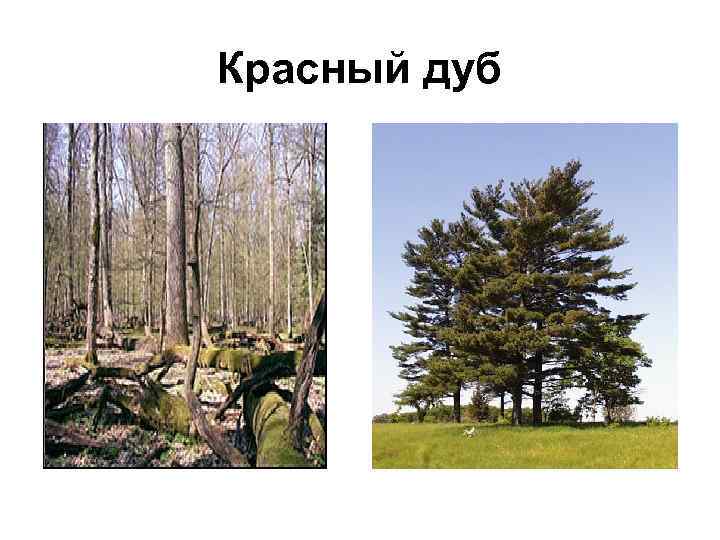 Красный дуб 