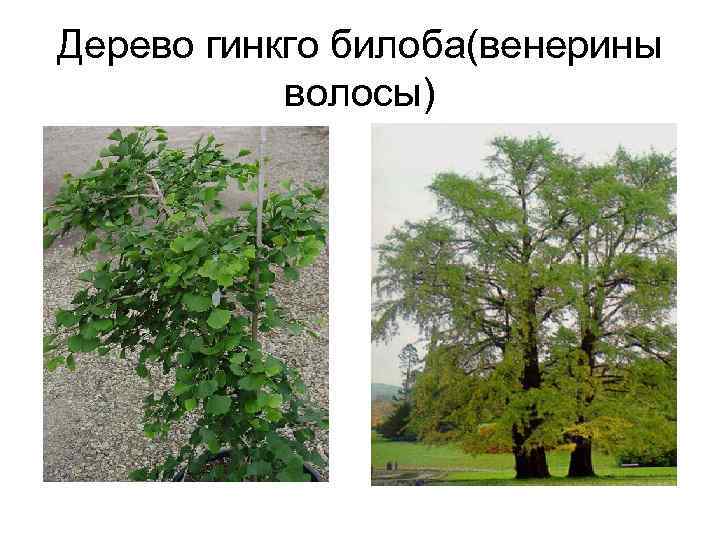 Дерево гинкго билоба(венерины волосы) 