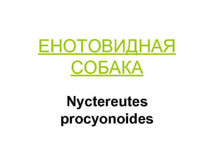 ЕНОТОВИДНАЯ СОБАКА Nyctereutes procyonoides 